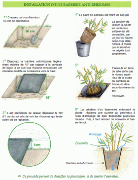 schema plantation antirhizome bambou